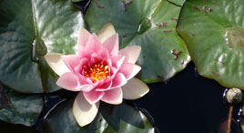 Pflanzen bringen Energie